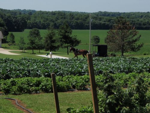 Brussels Sprout Plants and Our Amish Neighbor's Buggy Brussels Sprout Plants and Our Amish Neighbor's Buggy