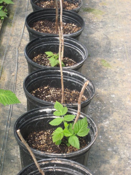 Raspberry Plants for Sale Raspberry Plants for Sale